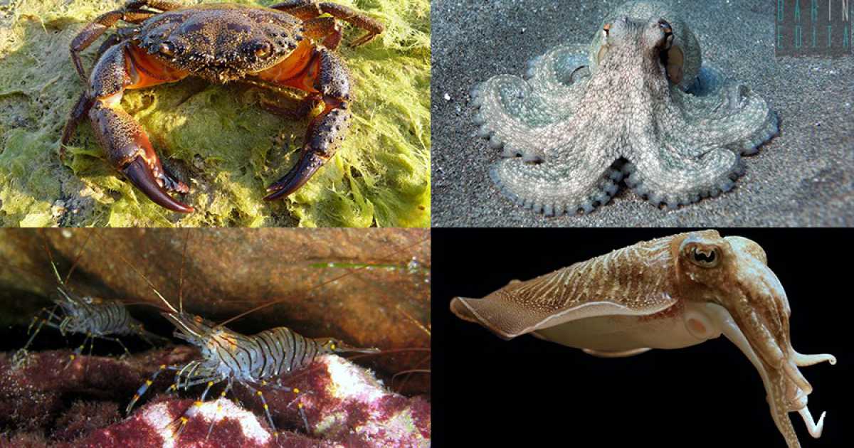 Pelosa, cicala, salipcio, allievi: ecco i crostacei e i molluschi "made in Bari"